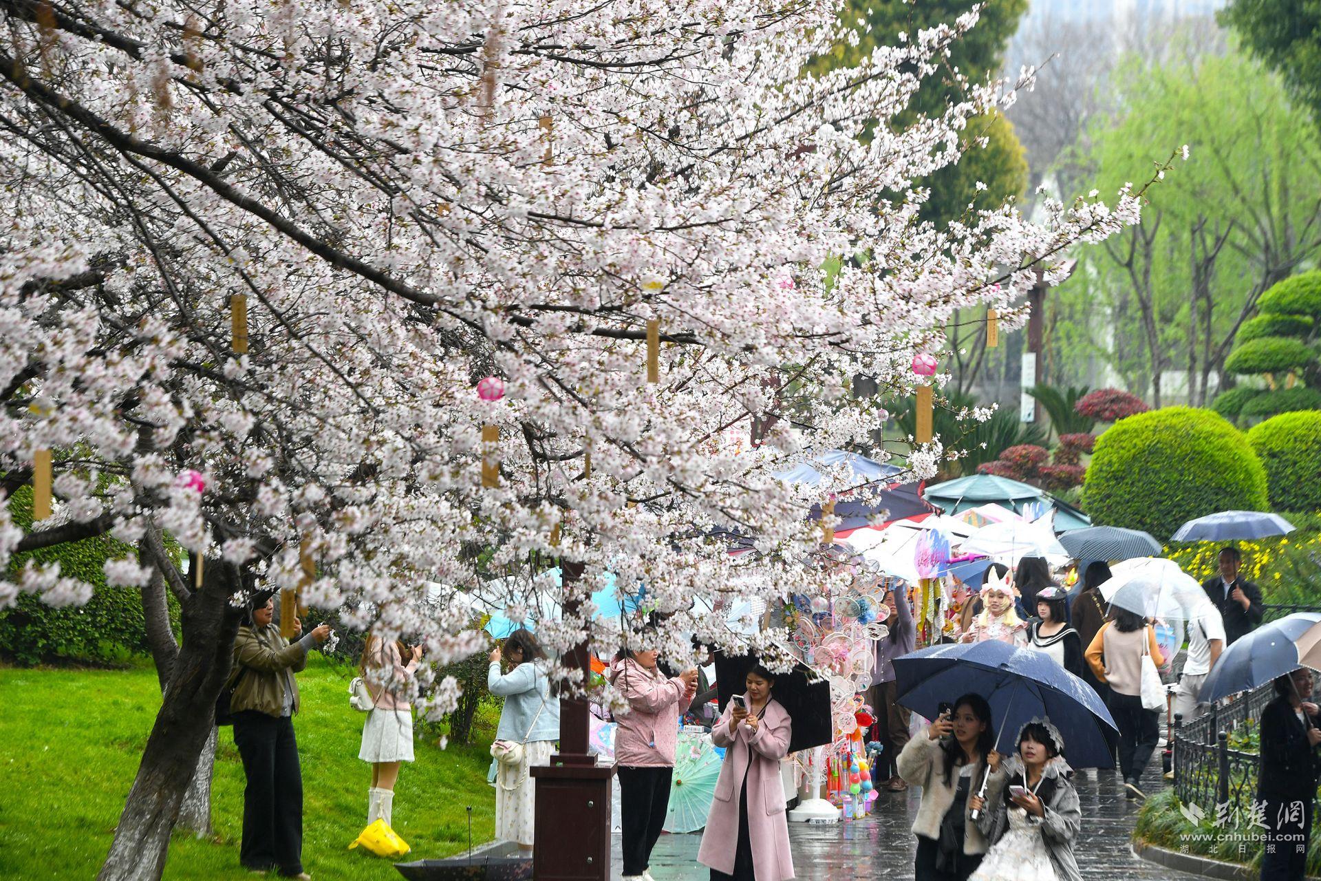 市民在堤角公園雨中賞櫻，1300余株櫻花按花期分為早、中、晚三期，紅粉白綠四色交織，花期可持續(xù)至四月上旬，游客總能找到心頭好.j